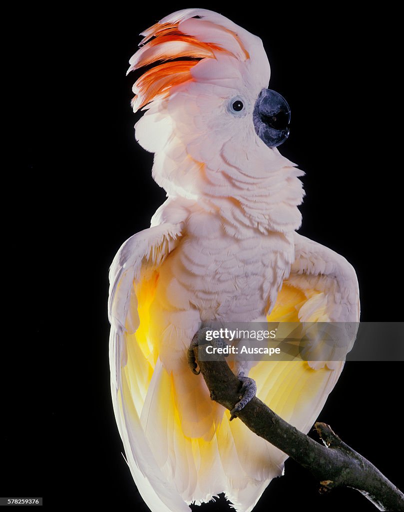 Major Mitchell's cockatoo, Cacatua leadbeateri