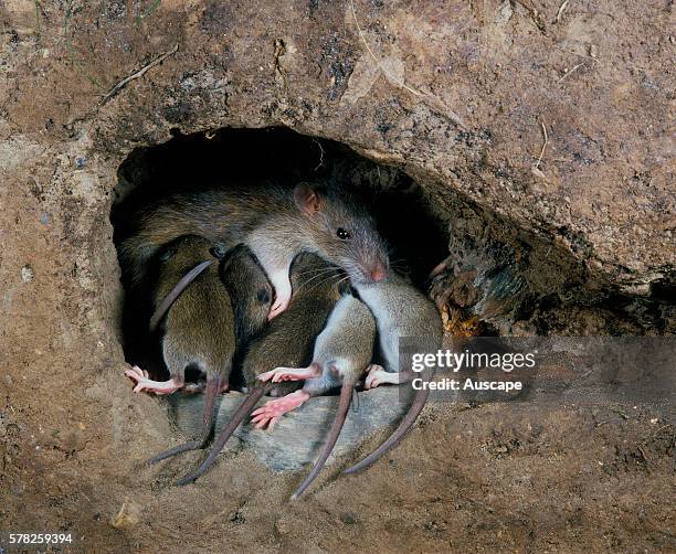 Brown rat, Rattus norvegicus, suckling young in cutaway nest. Occurs worldwide.