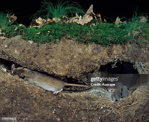 Brown rat, Rattus norvegicus, with young in cutaway nest, showing surface above. Found worldwide. Photo: France.