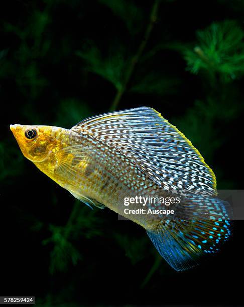 Sail-fin molly, Poecilia velifera, male, with enlarged dorsal fin, in an aquarium. Tropical fresh or brackish water species, to 15 cm. Native to...