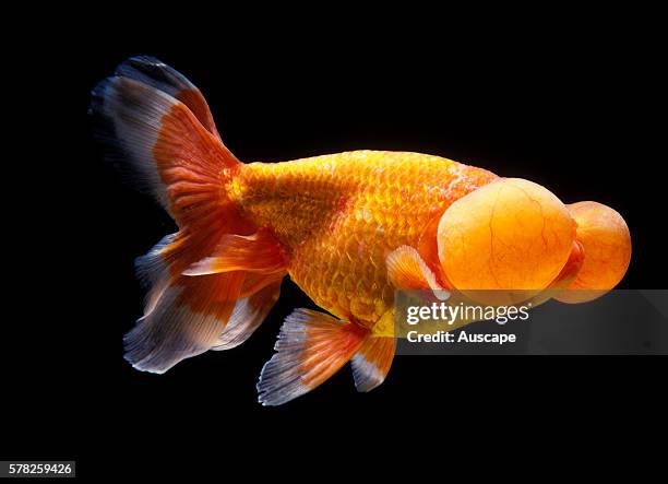 Bubble-eye goldfish, Carassius auratus var., a double-tail variety that lacks dorsal fin.