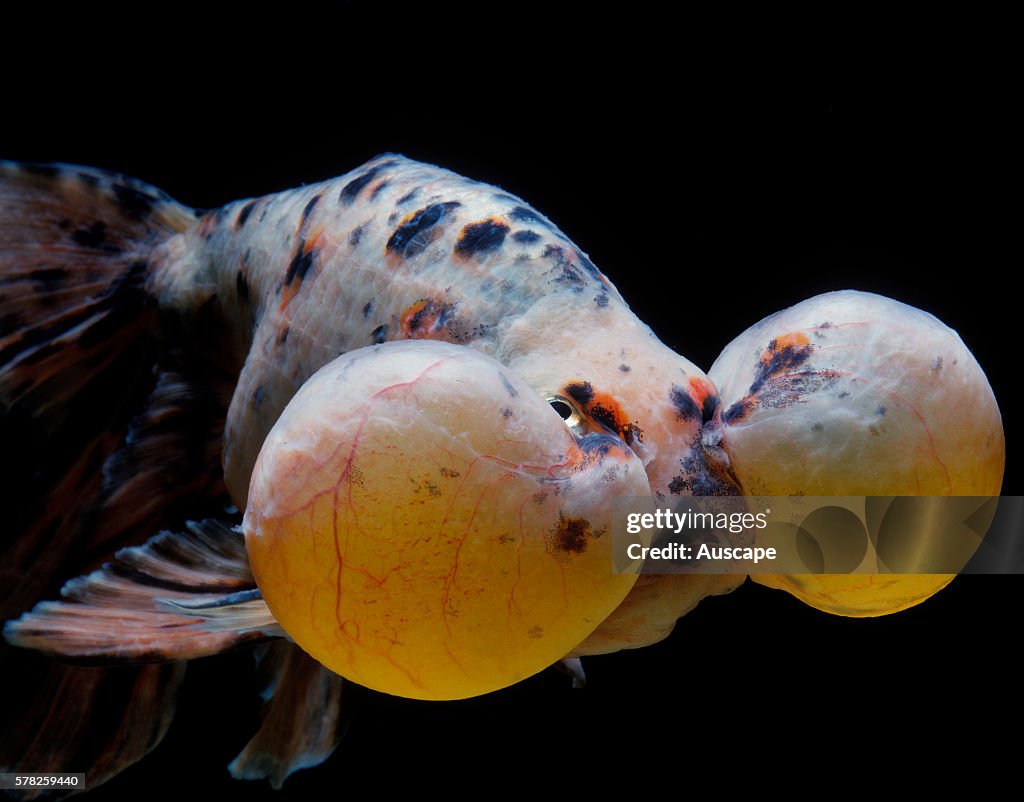 Bubble-eye goldfish, Carassius auratus var.