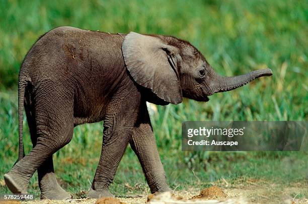 African elephant, Loxodonta africana, calf walking with trunk outstretched. Masai Mara National Reserve, Kenya.