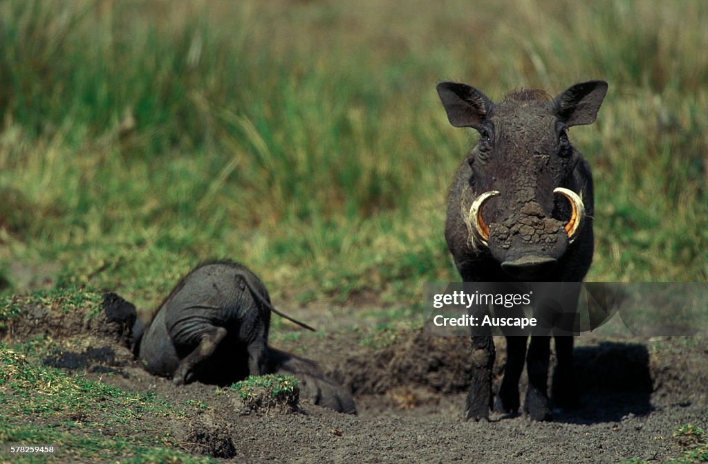 Desert warthog, Phacochoerus aethiopicus