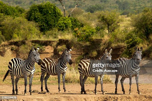 GrantÕs zebras, Equus quagga boehmi, four standing side by side. East Africa.