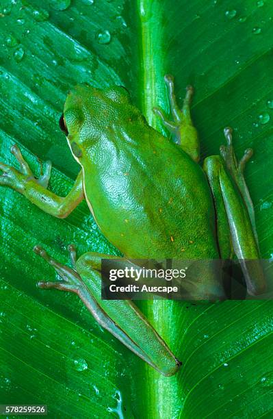 Green tree frog, Hyla cinerea, on leaf, back view. Can change color rapidly, to yellow, grey or green. Sometimes called 'rain frog' for its call just...