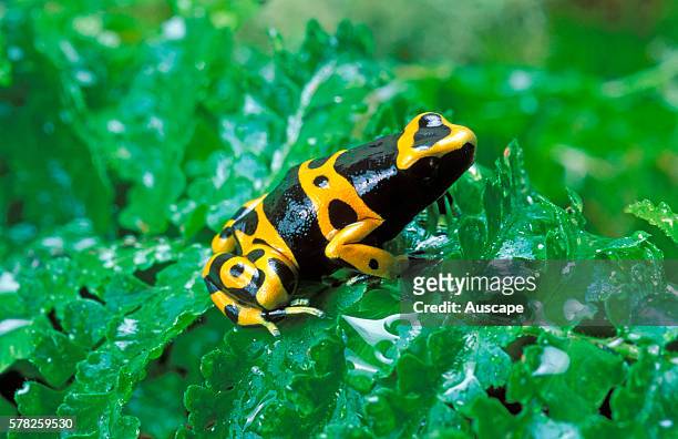 Arrow poison frog, Dendrobates leucomelas, markings vary slightly from frog to frog. A species often kept in terrariums, with a loud trilling call....