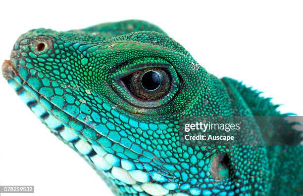 Chinese water dragon, Physignathus cocincinus, head detail, can grow to a meter long. Studio photograph on white background. Native to rainforests of...