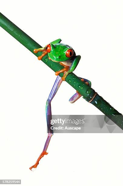 Red-eyed leaf frog, Agalychnis callidryas, draped over slender bamboo stick. A favorite for terrariums with its protruding scarlet eyes and blue and...