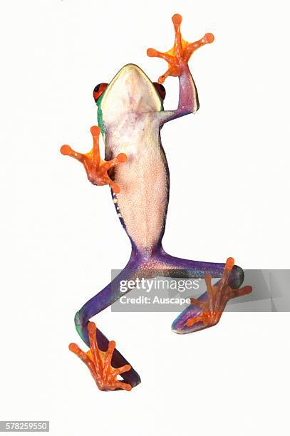 Red-eyed leaf frog, Agalychnis callidryas, underside view showing pads on toes that enable it to climb. A favorite for terrariums with its protruding...