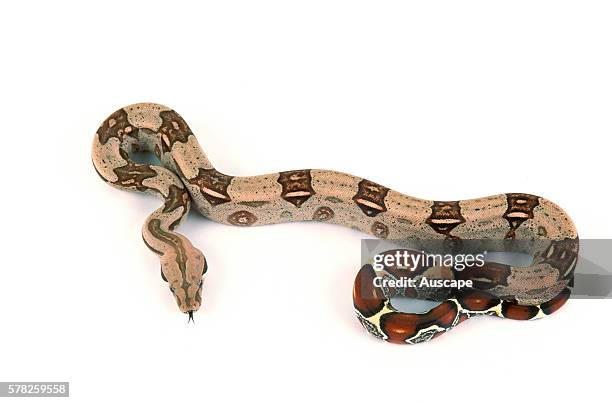 Burmese Python Isolated Photos and Premium High Res Pictures - Getty Images