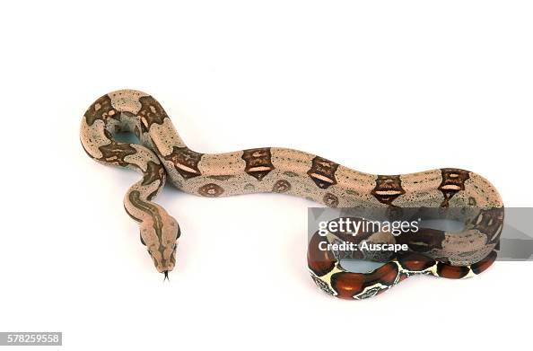 Burmese python, Python molurus bivittatus Burmese python, Python molurus bivittatus