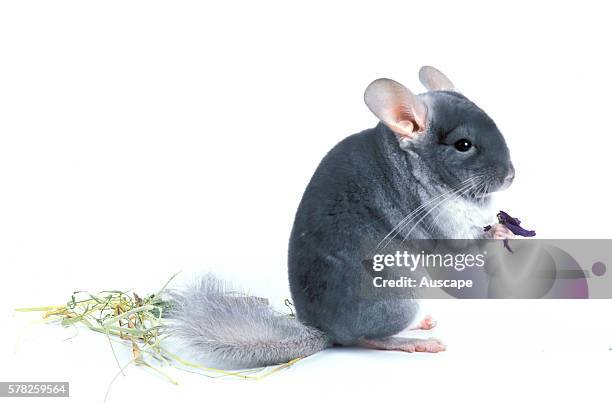 Chinchilla, Chinchilla lanigera, Vulnerable in the wild, a common pet around the world for its silky fur and friendly nature. Studio photograph....