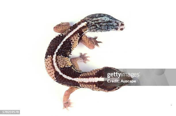 Fat-tail gecko, Hemitheconyx caudicinctus, the fat tail is used for storage of food, and can be discarded in defense. A species kept as pet. Native...