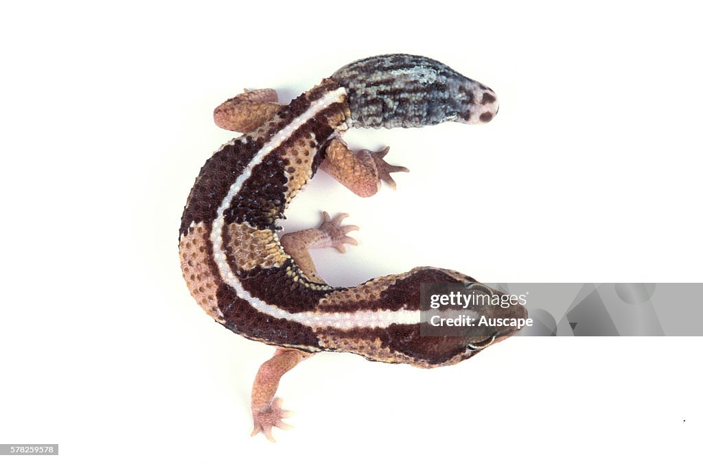 Fat-tail gecko, Hemitheconyx caudicinctus