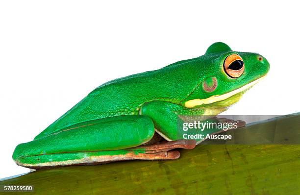 Giant tree frog, Litoria infrafrenata, in profile against white background showing stripe along lower lip. AustraliaÕs largest frog, can reach 14 cm....
