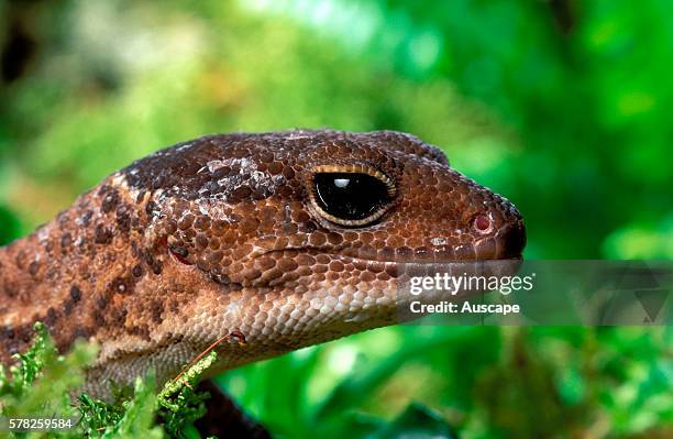 Fat-tail gecko, Hemitheconyx caudicinctus, portrait. A species kept as pet. Origin, West Africa.