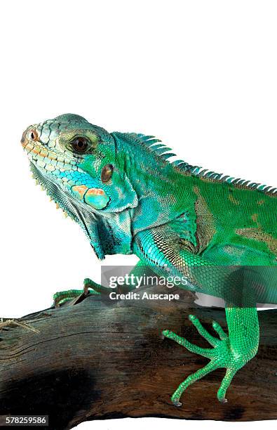 Green iguana, Iguana iguana, has been known to reach 2 m in length. Kept as pet. Native to Central and northern South America.