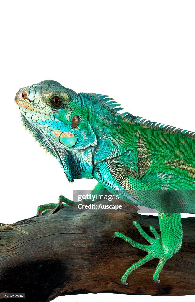 Green iguana, Iguana iguana