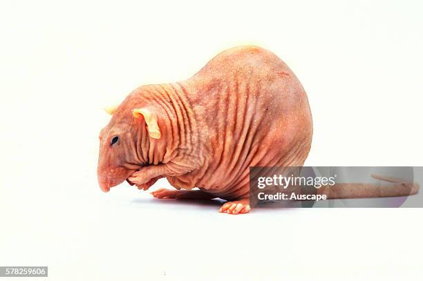 Pet rat, Rattus norvegicus, hairless variety.