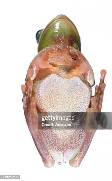 Green tree frog, Hyla cinerea, seen from underneath. Can change color rapidly, to yellow, grey or green. Sometimes called Ôrain frogÕ for its call...