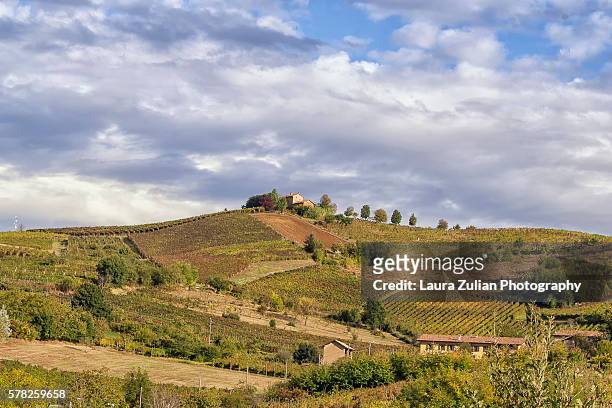 vineyard in the oltrepò pavese - laura zulian stockfoto's en -beelden
