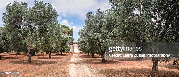 olive grove in apulia - laura zulian foto e immagini stock