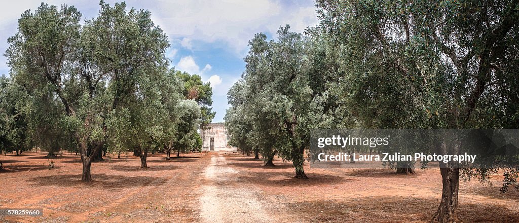 Olive grove in Apulia