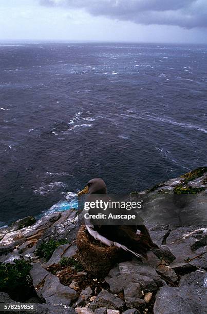 Chatham albatross, Thalassarche eremita, nesting, Vulnerable species, Chatham Island, New Zealand.