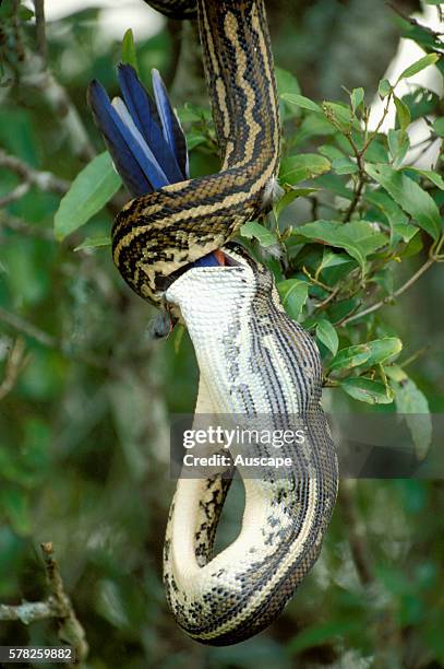 Carpet python, Morelia spilota, eating Crimson rosella, Platycercus elegans, Lamington National Park, Queensland, Australia.