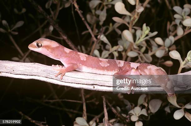 Fine-faced gecko, Diplodactylus pulcher, about 80 mm long, Pilbara region, Western Australia, Australia.
