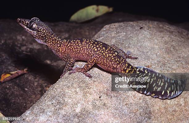 Fringe-toed velvet gecko, Oedura filicipoda, with a regenerated tail, its first was banded and white, with yellow spots on the black, Mount Daglish,...