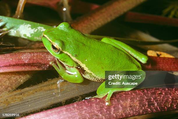 Leaf-green tree frog, Litoria phyllochroa, Murrrindal, Victoria, Australia.