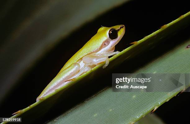 Northern dwarf tree frog, Litoria bicolor, Northern Territory, Australia.