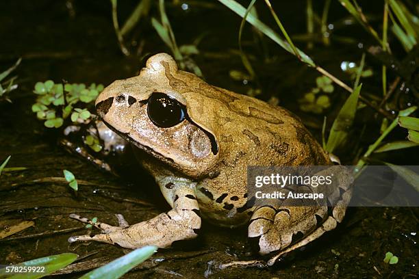 Great barred frog, Mixophyes fasciolatus, Mount Nebo, Queensland, Australia.