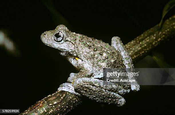 Tylerês tree frog, Litoria tyleri, Mount Nebo, Queensland, Australia.