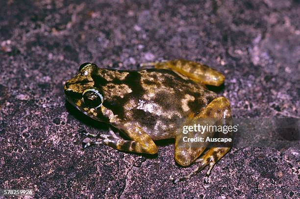 Rock frog, Cophixalus saxatilis, known only from Mountain Trevethan Range, Queensland, Australia.