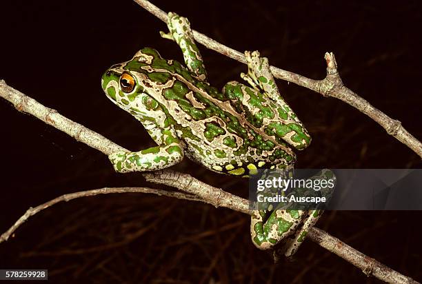Spotted-thighed frog, Litoria cyclorhyncha, climbing on branches, Cape Le Grand National Park, near Esperance, Western Australia, Australia.