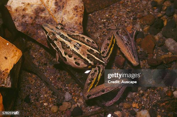 Rocket frog, Litoria nasuta, showing thigh coloration, Kununurra, Western Australia, Australia.