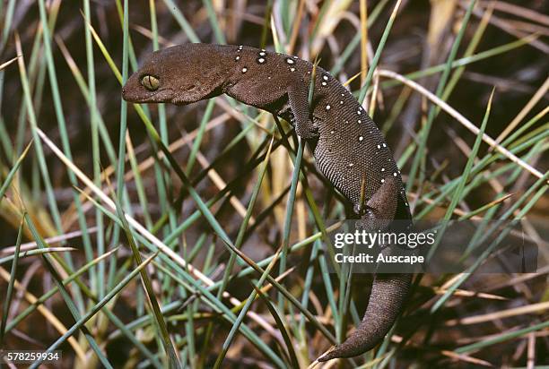 Jeweled gecko, Strophurus elderi, Bungalbin Range, Goldfields region Western Australia, Australia.