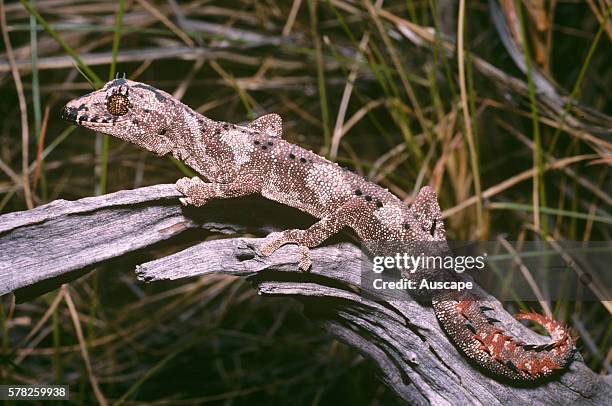 Northern spiny-tailed gecko, Strophurus ciliaris ciliaris, snout to vent about 9 cm, Near Willeroo Homestead, Northern Territory, Australia.