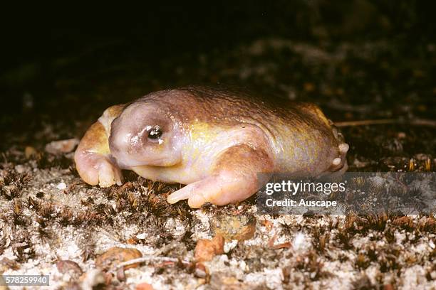 Turtle frog, Myobatrachus gouldii, Australiaês only frog food specialist: eats almost only termites, Newdegate, Great Southern region, Western...