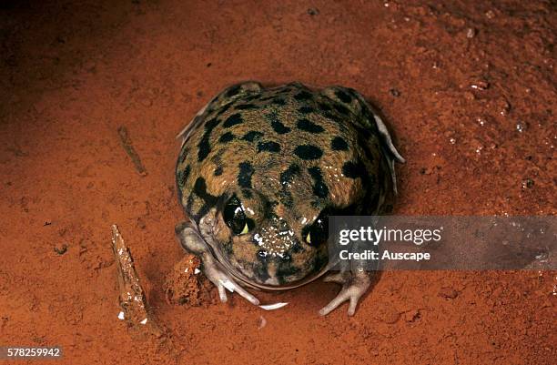 Kunapalari frog, Neobatrachus kunapalari, in a puddle, Near Kalgoorlie, Western Australia, Australia.
