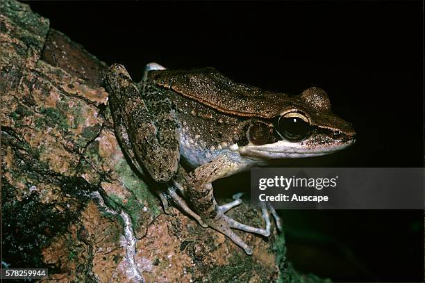 Wood frog, Hylarana daemeli, at night, Jourama Falls, Paluma Range National Park, Queensland, Australia.