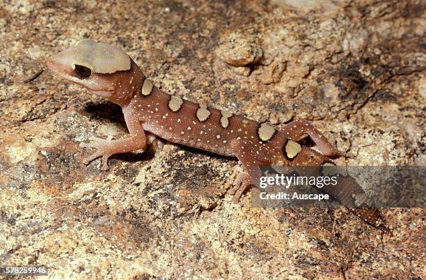Helmeted gecko, Diplodactylus galeatus, Alice Springs, Northern Territory, Australia.