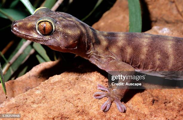 Giant cave gecko, Pseudothecadactylus lindneri, El Sharana, Northern Territory, Australia.