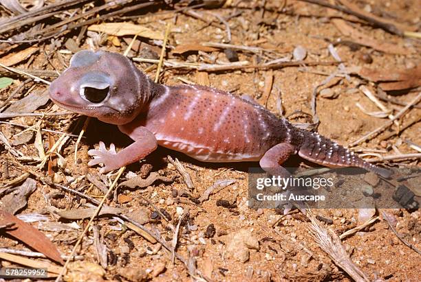 Smooth knob-tailed gecko, Nephrurus levis levis, Kulgera, Northern Territory, Australia.