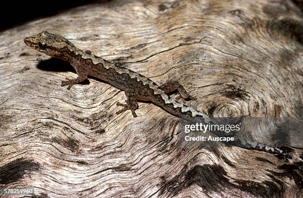 Zigzag velvet gecko, Oedura rhombifer, Nabarlek, Northern Territory, Australia.