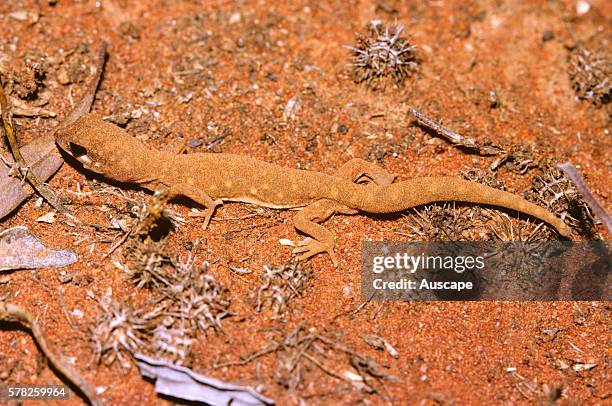 Beaked gecko, Rhynchoedura ornata, dust bathing, West of Cobar, New South Wales, Australia .