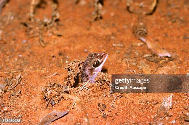 Beaked gecko, Rhynchoedura ornata, emerging from burrow, Near Cobar, New South Wales, Australia.